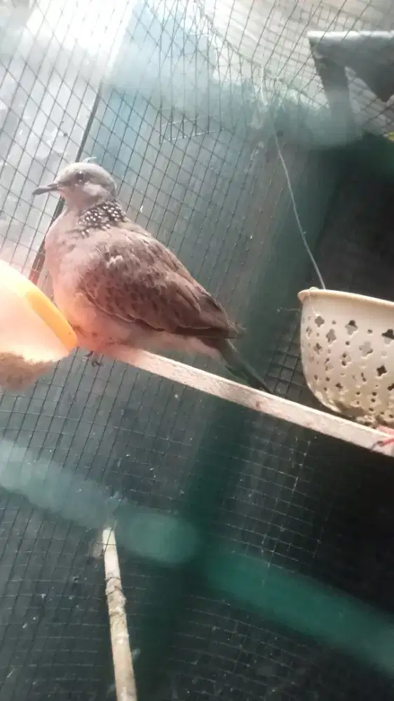 Tekukur remaja umur 4 bulan trah kuk 3 x5 kepantau kuk3