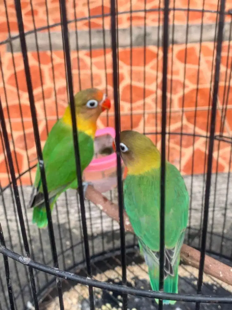 Anakan lovebird