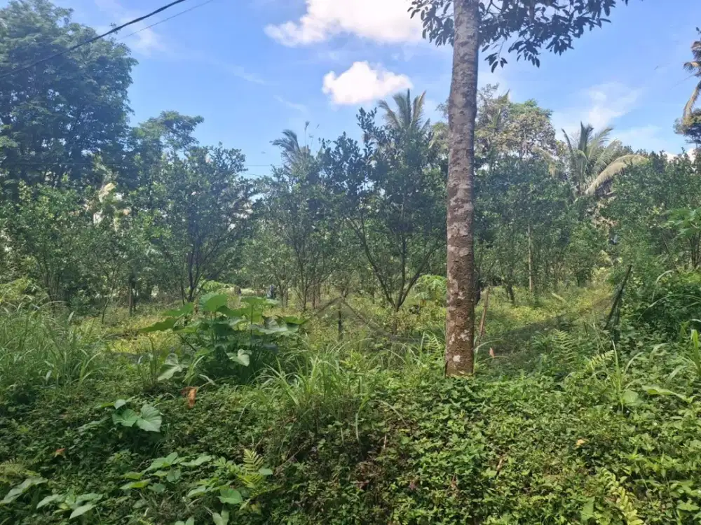 DIJUAL KEBUN JERUK PRODUKTIF PINGGIR JALAN KAMPUNG TAJINAN MALANG
