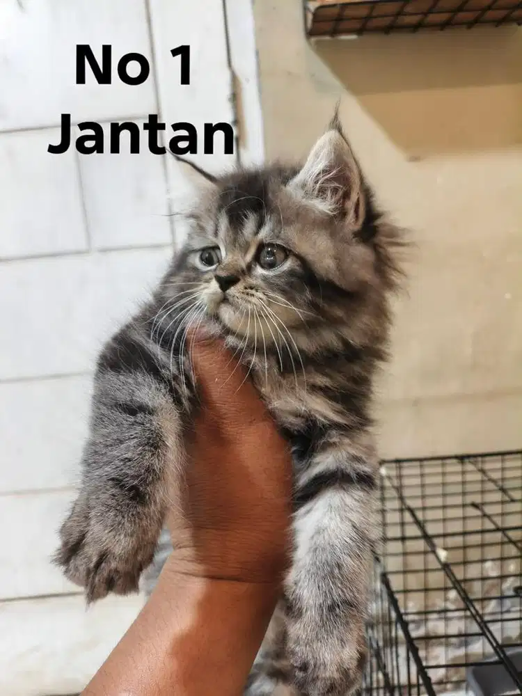 Anak kucing jantan betina peranakan mainecoon gembul