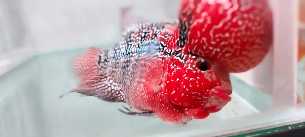 “Louhan Jenong SRD Monster 3 Jari – Merah Pekat, Sehat”