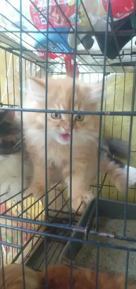 Adopsi kucing Persia medium jantan