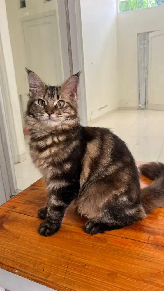 Kitten mainecoon betina