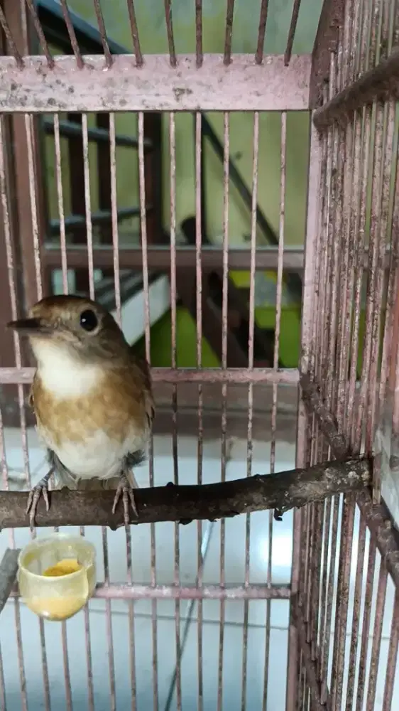 Burung rajin nyuling