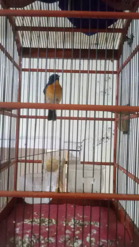 Jual gledekan bakau gacor burja