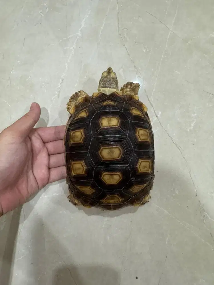 kura kura sulcata