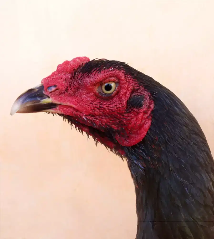 Ayam Betina Line Black Bull, Super Mewah, Ukuran Besar, Tulang Kasar