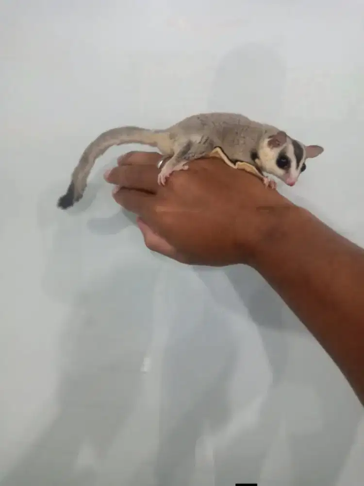Suger glider white face