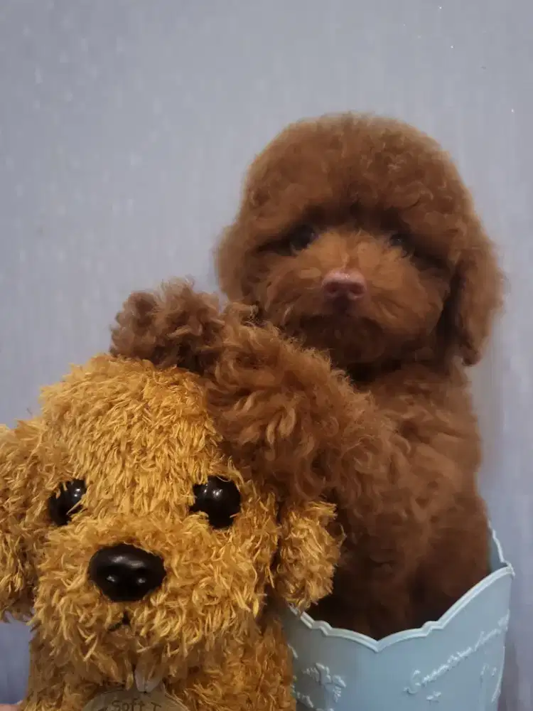 Super high quality tiny toy poodle STB