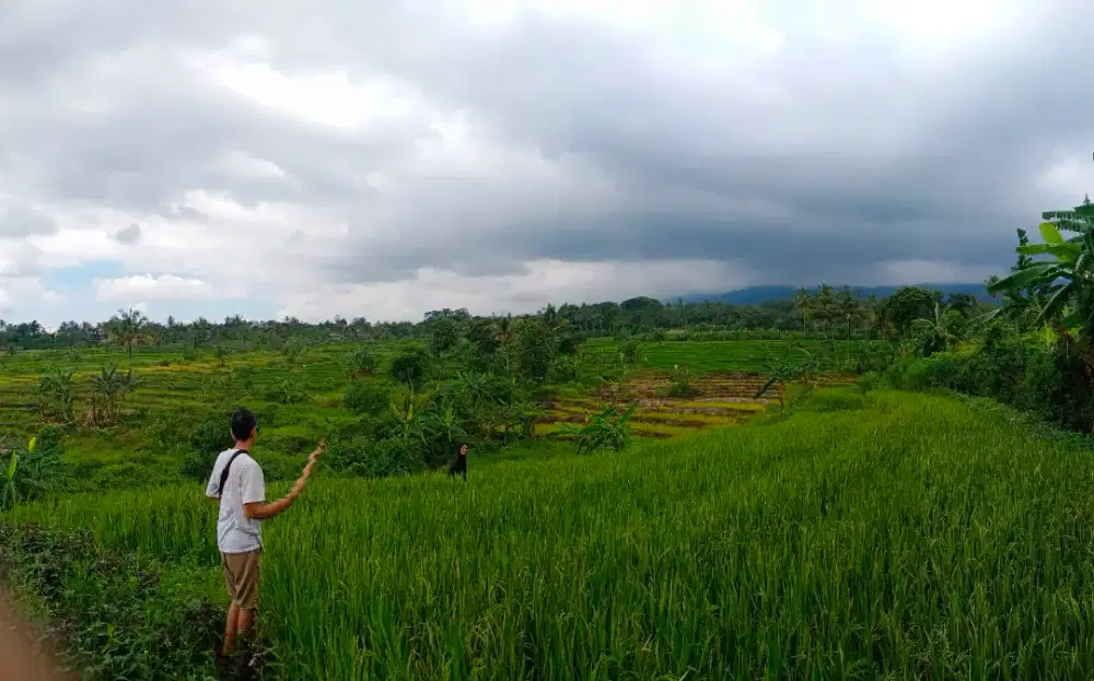 Jual Cepat Sawah 2938m² - Ada 3 Mata Air - Harga Nego!