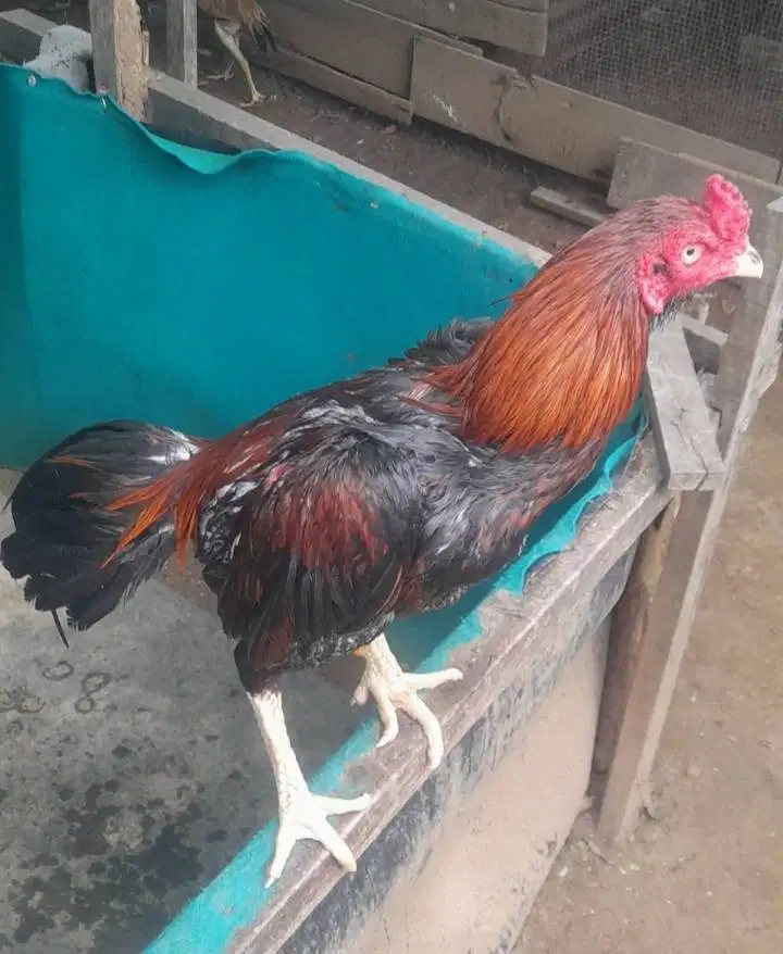 JUAL AYAM PAKHOY