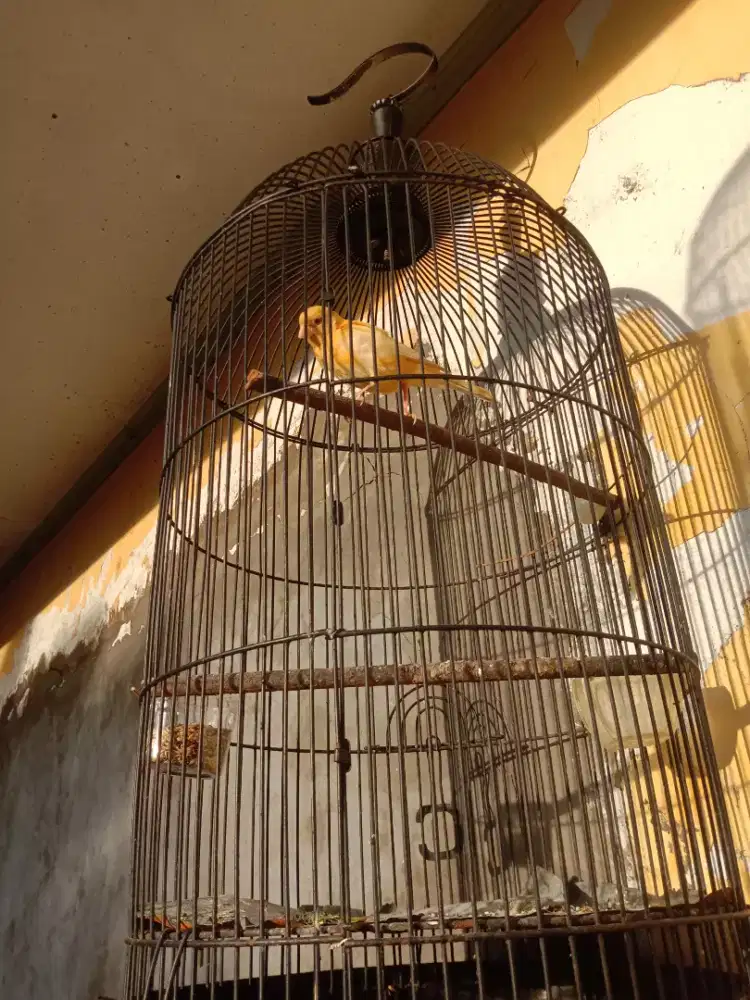 Jual kenari lokal udah ngeriwik