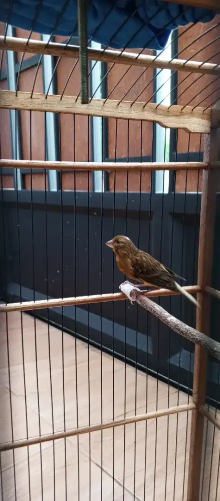 Kenari lokal PAUD jantan