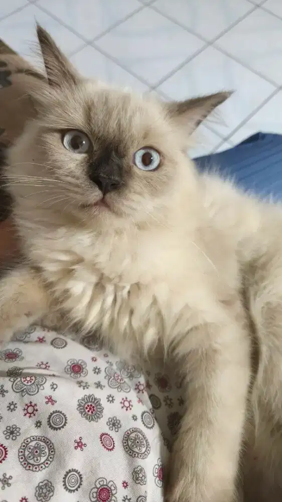 Kucing Ragdol 3 bulan
