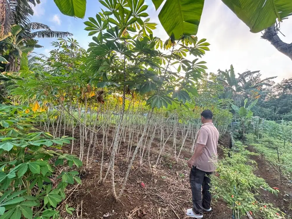 Tanah Ukuran 10x15 meter, Binjai Selatan