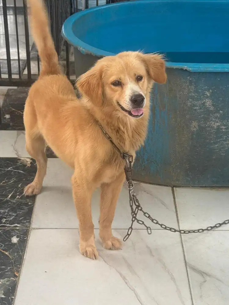 Adopsi anjing kawinan silang  jantan  sehat tinggi bulu tebal