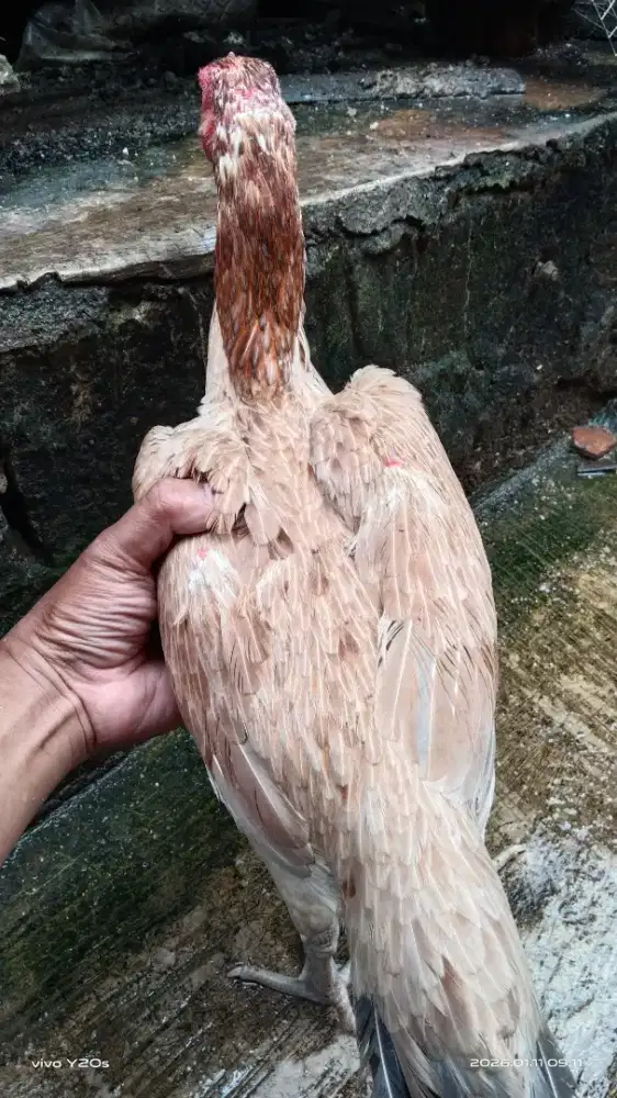 Ayam bangkok mangon indukan