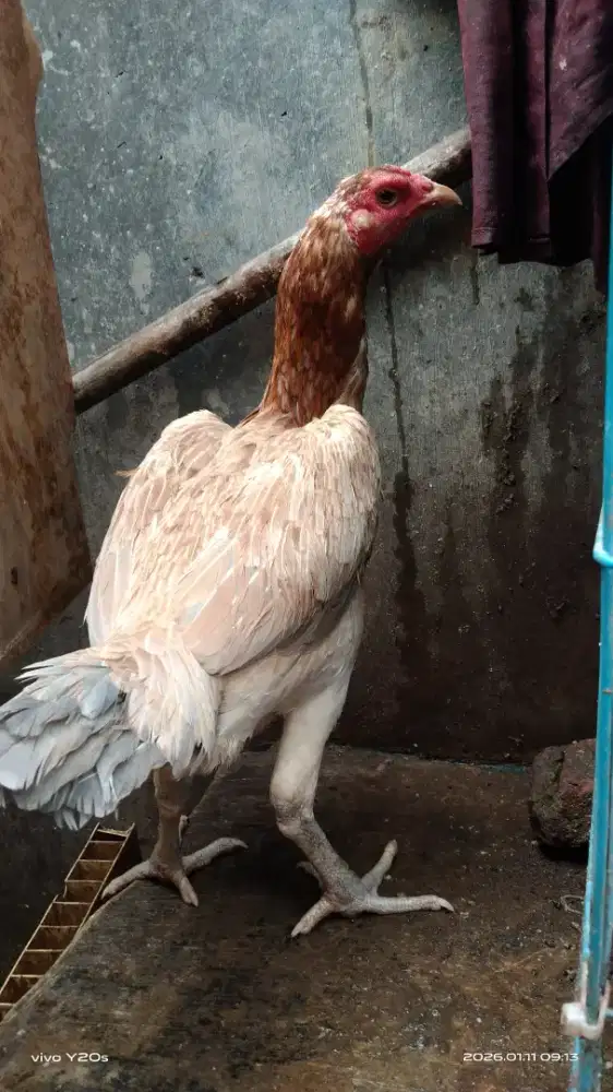 Ayam bangkok mangon indukan