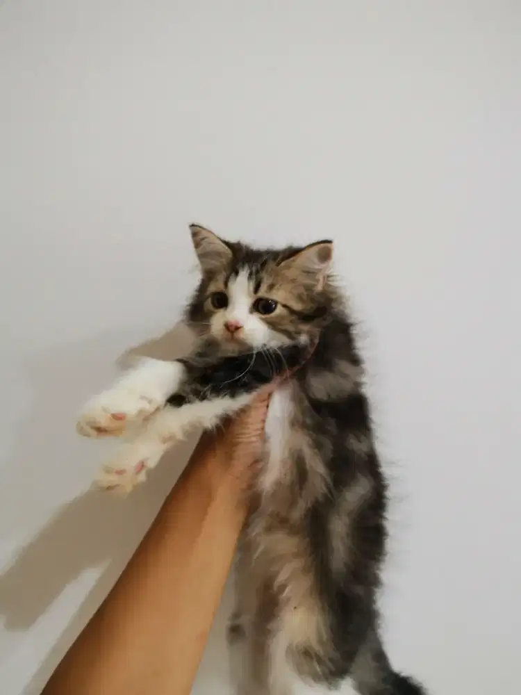 Kitten Persia medium