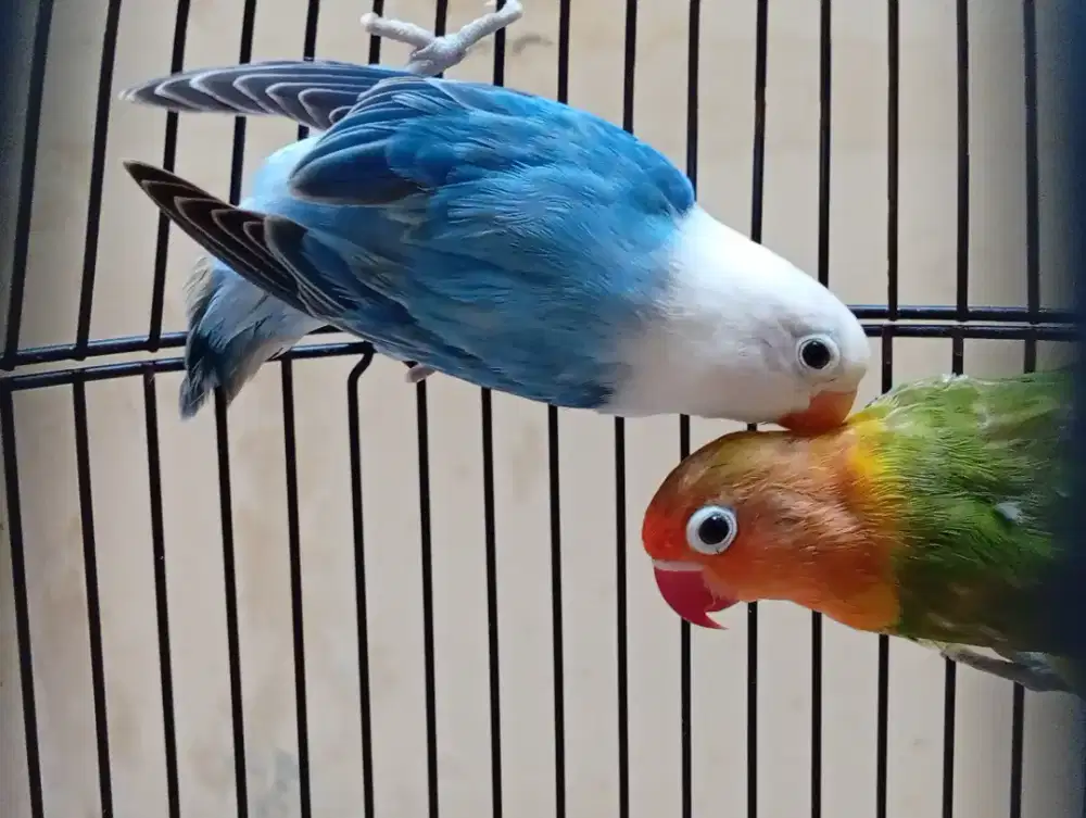 JUAL BURUNG LOVEBIRD