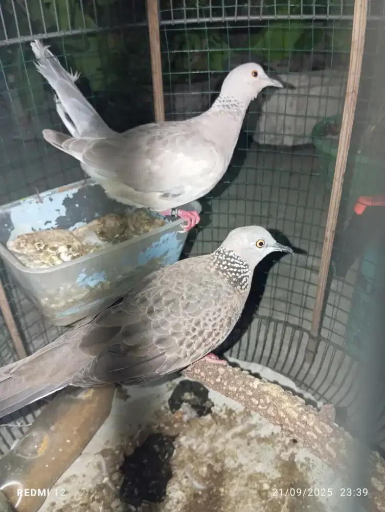 Derkuku x cuhu violet