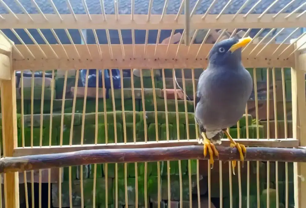 Burung Jalak Kebo hitam