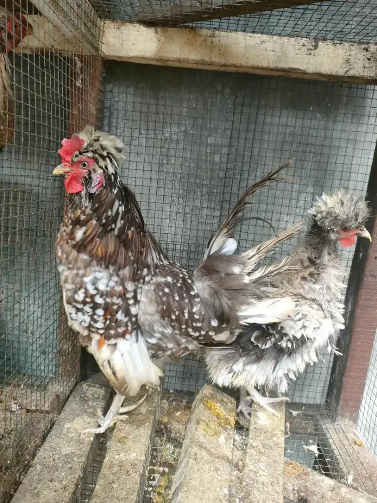 Ayam Hias Poland sepesang siapan