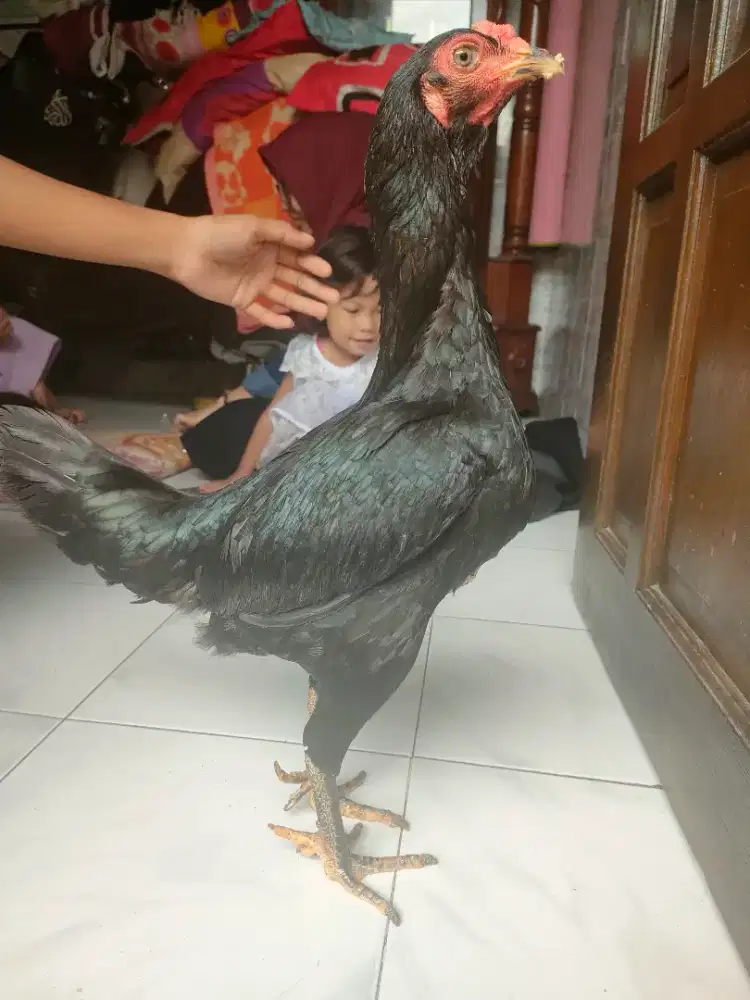 Ayam babon betina Unik Jari 5
