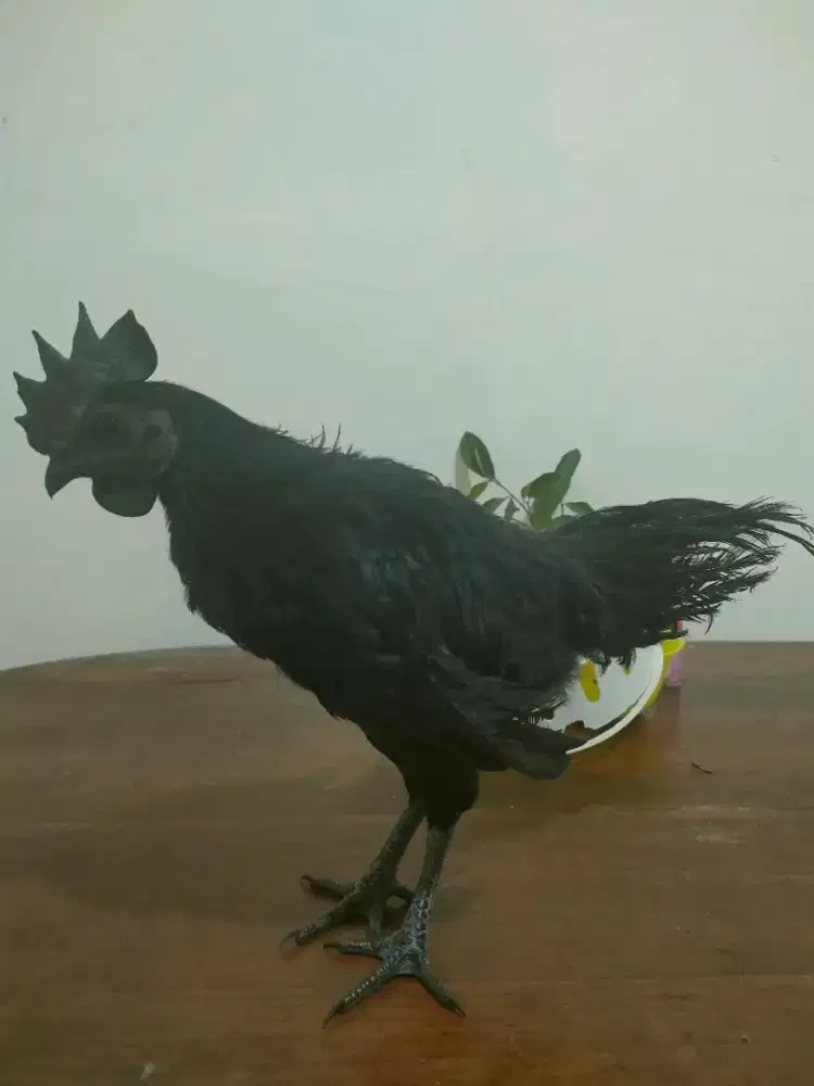 Ayam cemani lidah hitam umur 5 bulan udah kluruk