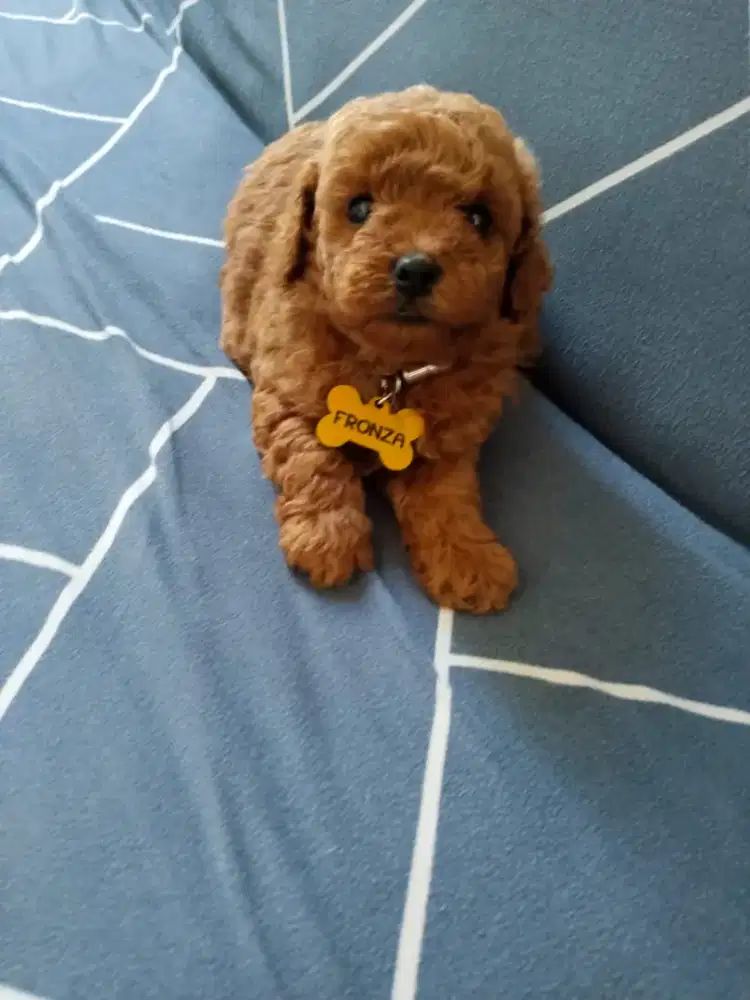 Apricot / Red Toy Poodle & Bichon Frise Jantan