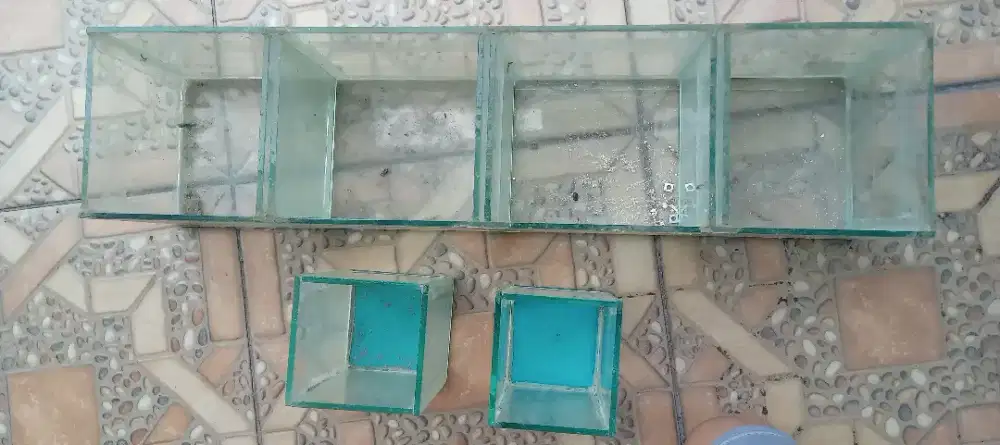 Aquarium ikan cupang