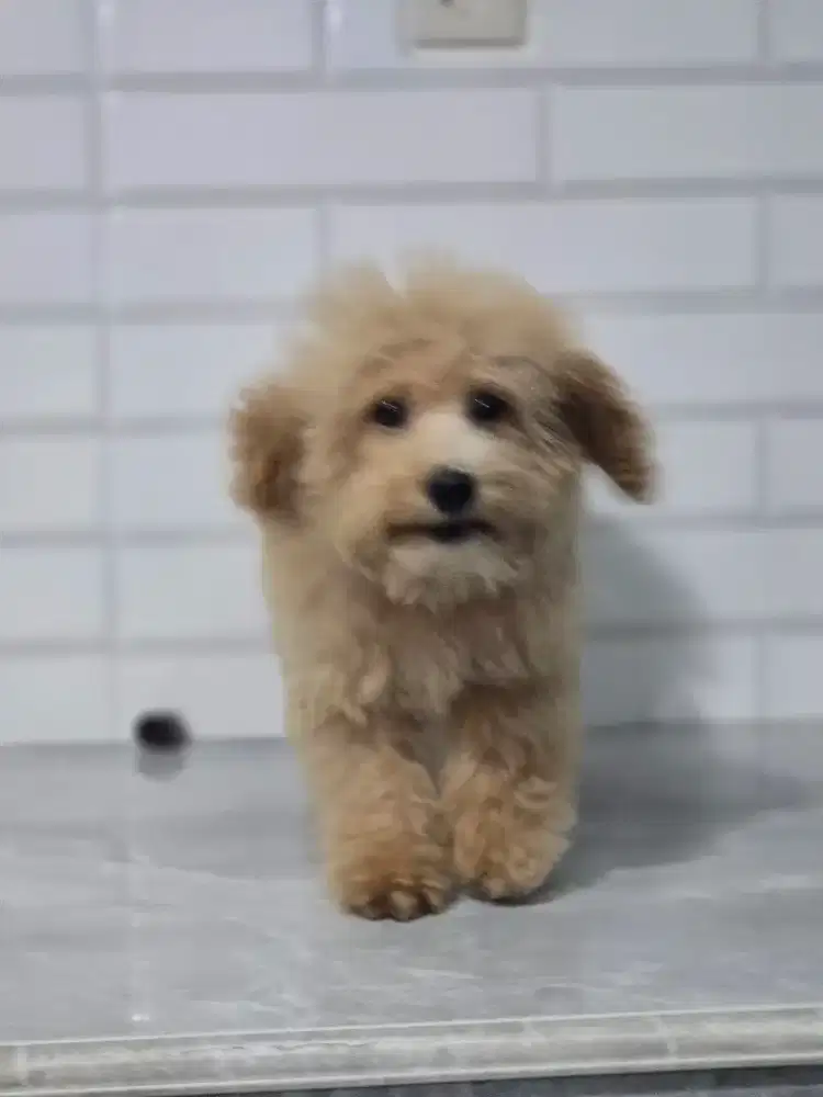 Poodle jantan murmer