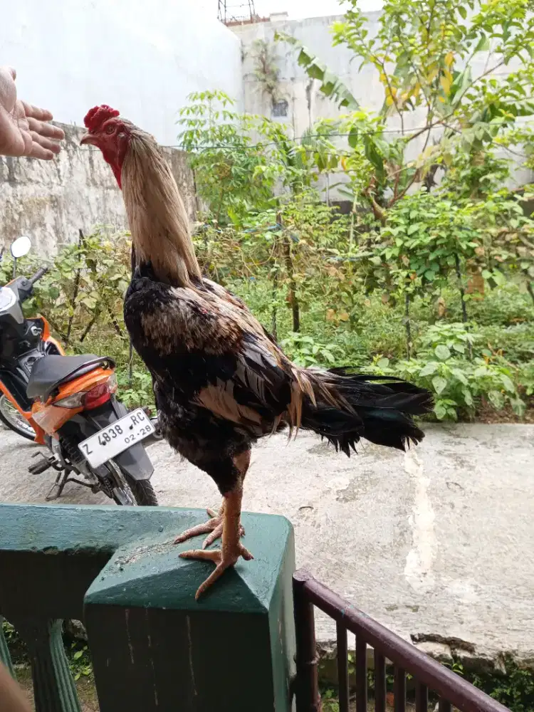 Ayam Bangkok Super Big Pukul Gletak