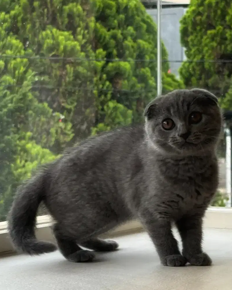 Scottish fold betina