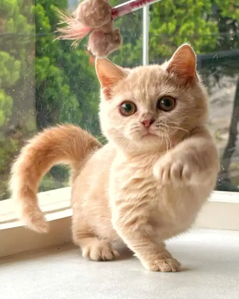 munchkin British shorthair betina