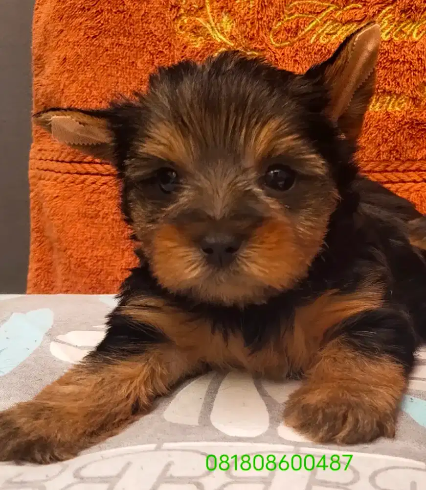 yorkshire Terrier Puppy lucu cute Adorable Yorkie Sehat Vaksin Stambum