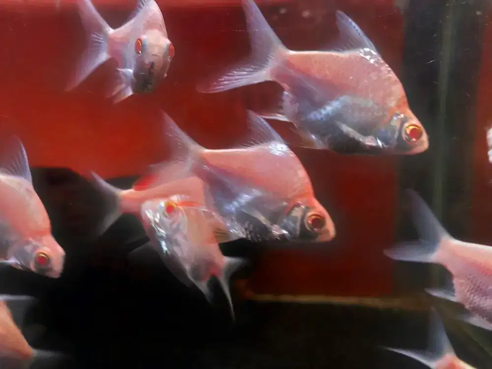 Kaviat SB albin comtank Arwana