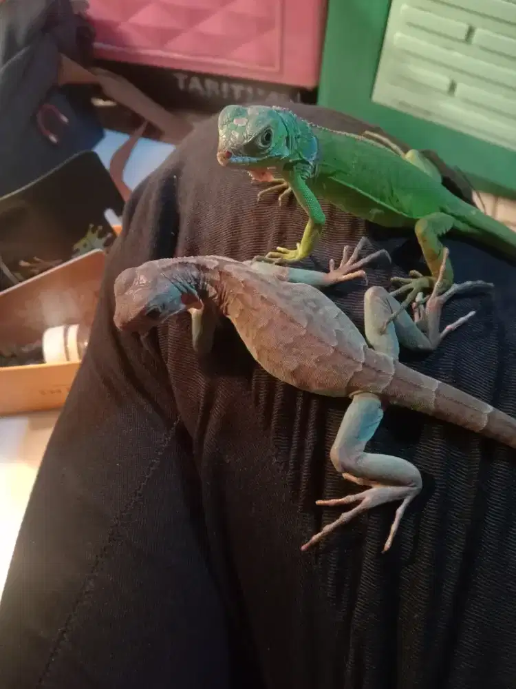 Iguana axantic dan grend