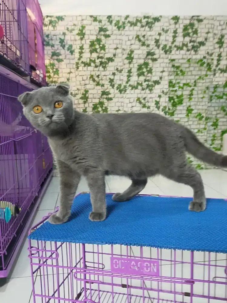 Kucing bsh scotish fold Jantan