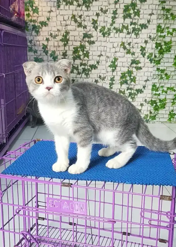 Kucing sf scotish fold jantan
