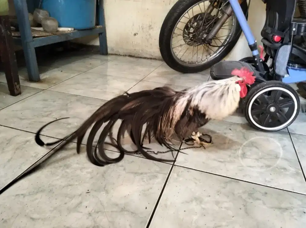 Ayam Phoenik Ekor Panjang Jantan Warna Jarang