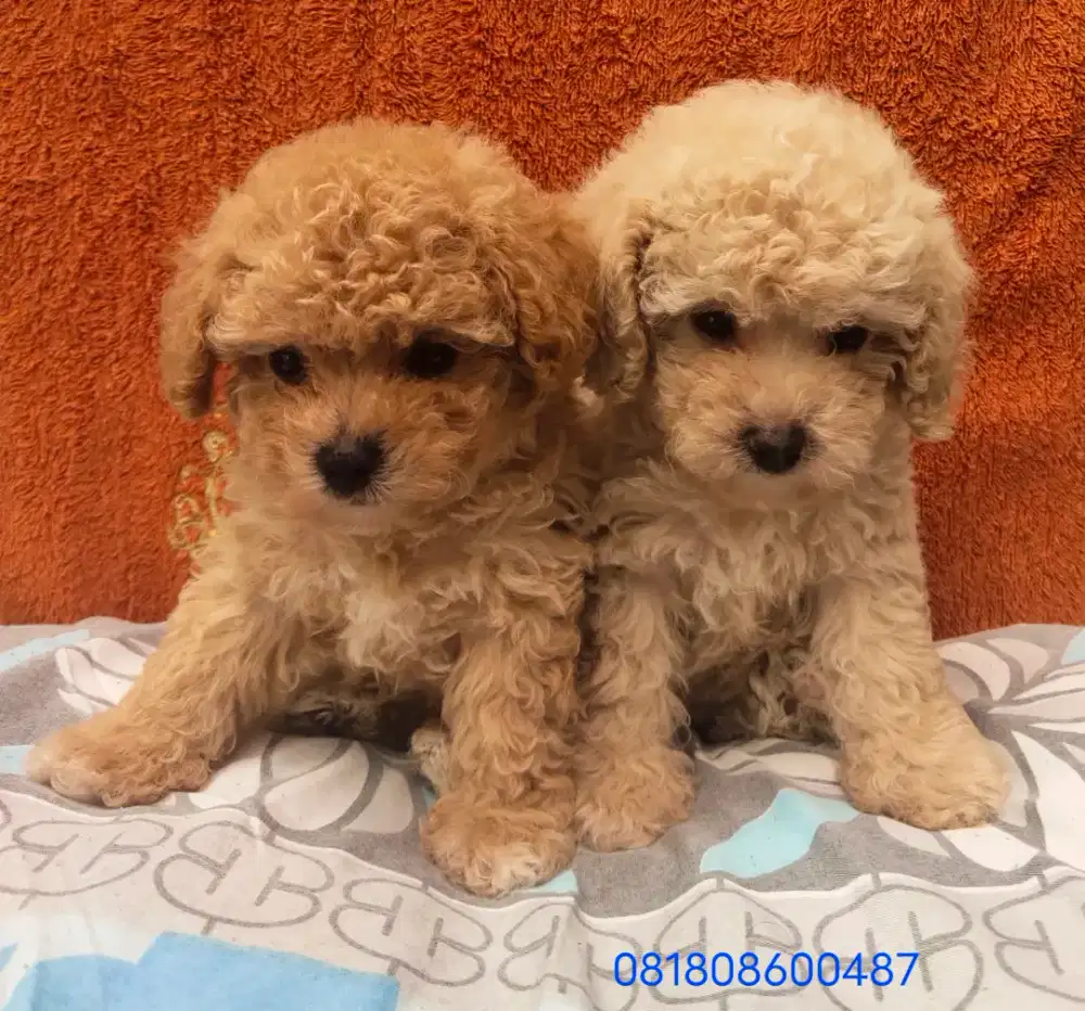 PuppyTiny Toy PoodleImut Lucu mencri rumah keluarga baru Anakan anjing