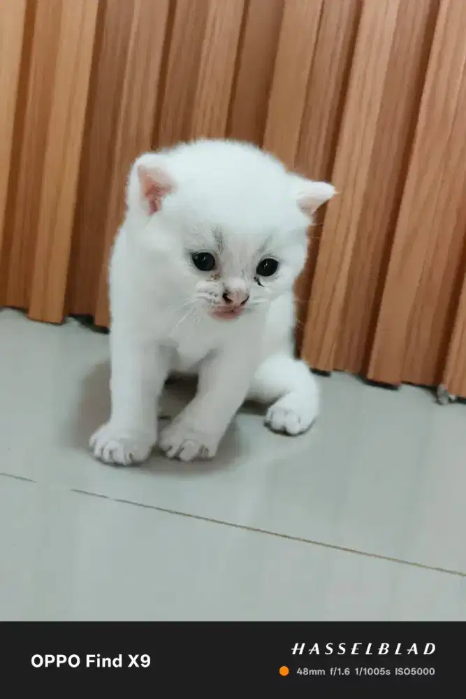 Kitten bsh open booking