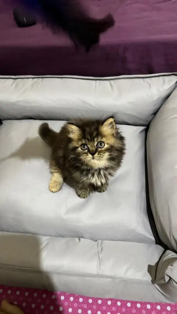 Adopsi kitten persia