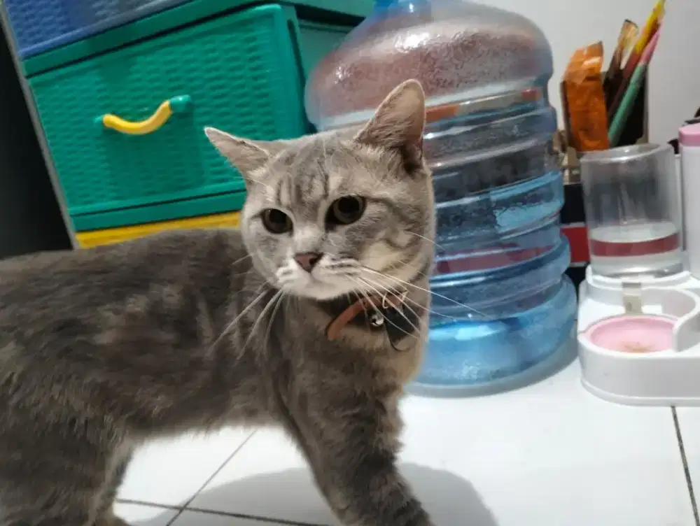 Bsh tabby pejantan