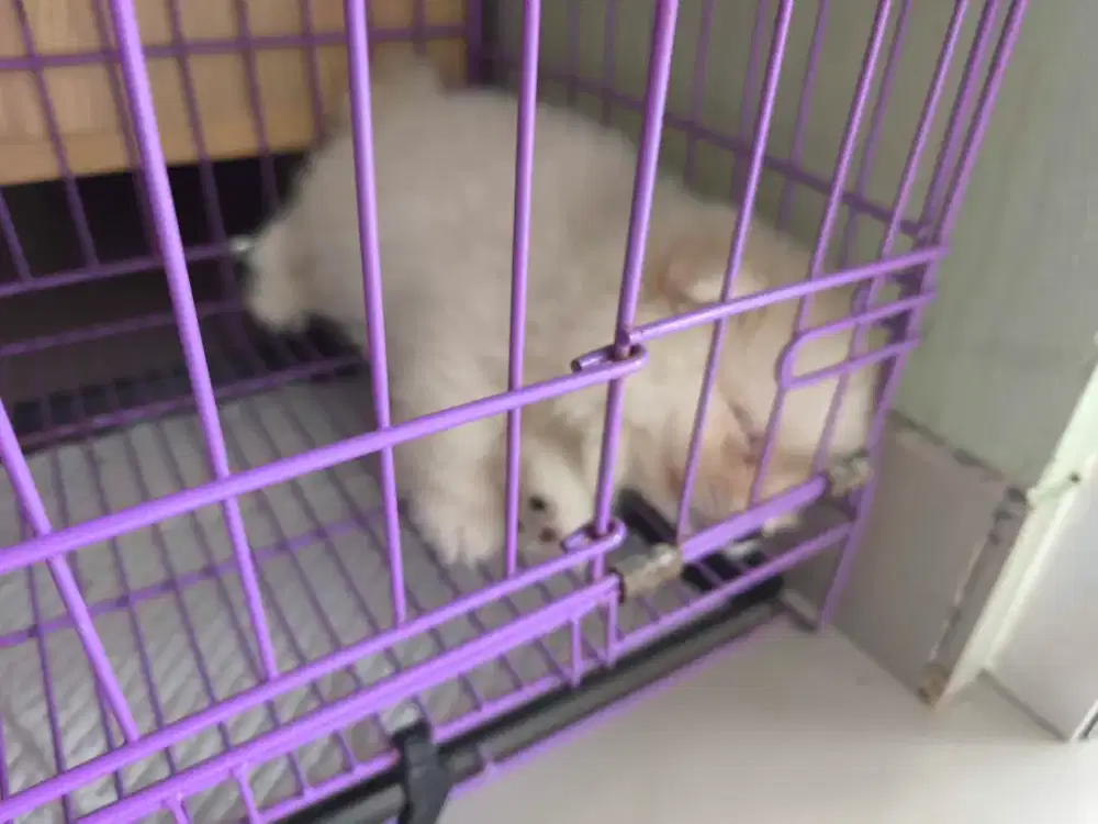 Pomeranian stamboom puppies