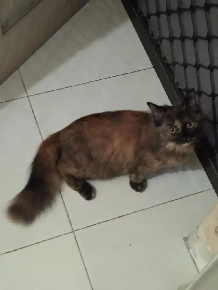 Kucing anggora persia apalah