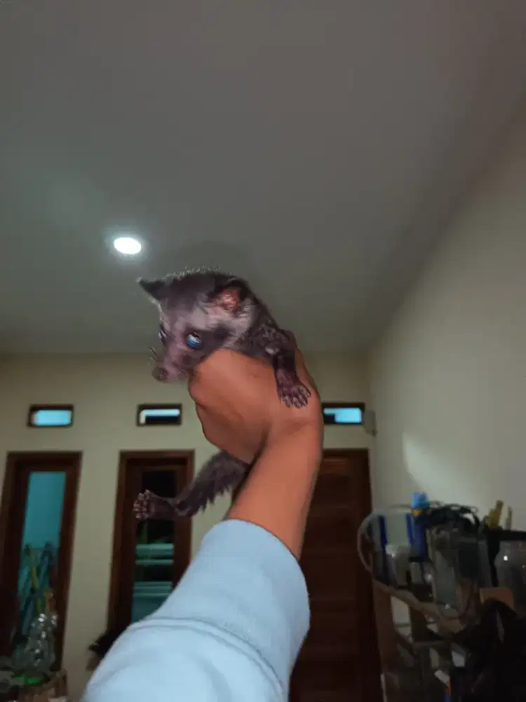 Musang pandan betina