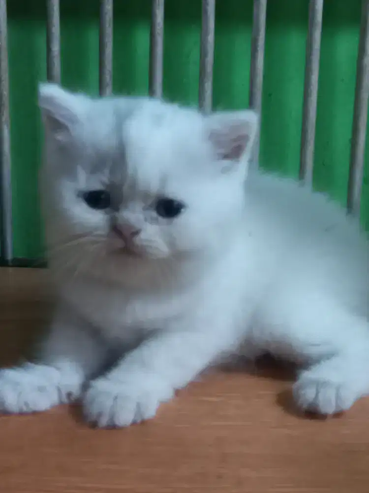 Kitten BSH Betina