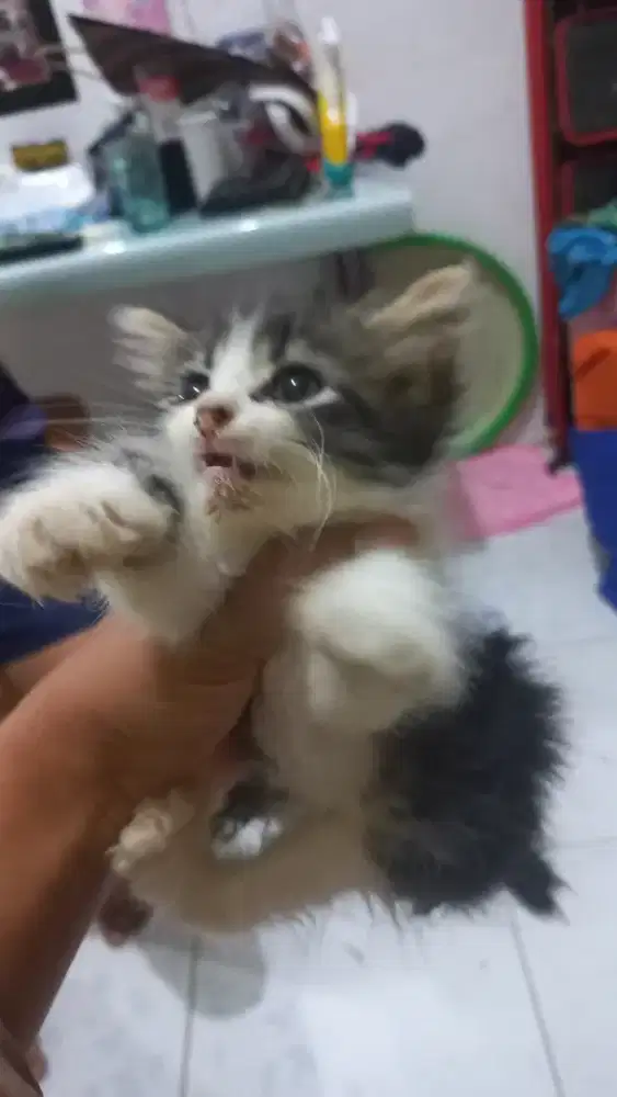 Open Adoppt kitten Kucing persia